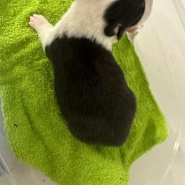 Essentia - Black and tan Pembroke Welsh Corgi puppy in Napoleon, North Dakota from Enok Corgis