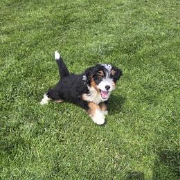 Abby - Tri-color female Bernedoodle puppy in Apple Creek, Ohio from Grandeur Valley Puppies