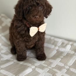 Hot Cocoa- 4275.00 - Chocolate male Goldendoodle puppy in Redmond, Oregon from Bourbon and Lace Doodles