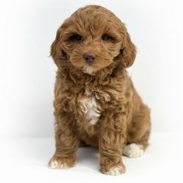 Molly - Red  female Goldendoodle puppy in Columbus, Montana from Comfort Doodle