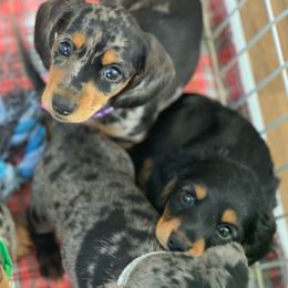 Dachshund Puppies from Gypsy Miniature Dachshunds
