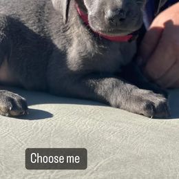 Basset Hound and Labrador Retriever Puppies from Porter Kennels