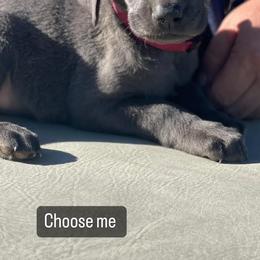 Basset Hound and Labrador Retriever Puppies from Porter Kennels