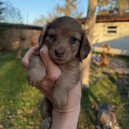 Blossom - Dapple female Dachshund puppy in Lakeland, Florida from Cynthia’s Royal Dachshunds