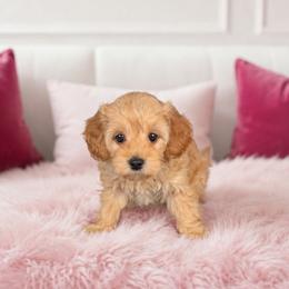 Honey - Apricot female Maltipoo puppy in St. George, Utah from Winchester Hills Poodles and Doodles