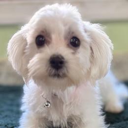 Tiana - White female Maltipoo puppy in Colonial Beach, Virginia from BeachRidge Pups