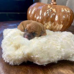 D'Artagnan - Chocolate male Chihuahua puppy in Winston Salem, North Carolina from LaythStone
