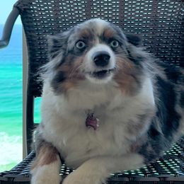 Miniature Australian Shepherds from Harley Farm Raised Miniature Australian Shepherds 2012