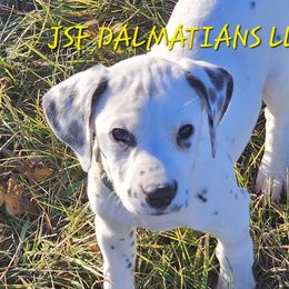 "Zero"Lua female Yellow - Dalmatian puppy in Conrath, Wisconsin from JSF Dalmatians LLC