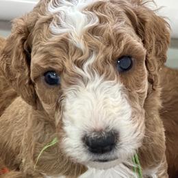 Aqua Collar boy - Aswan (Egypt) - Apricot male Goldendoodle puppy in West Sacramento, California from Pomegranate Doodles