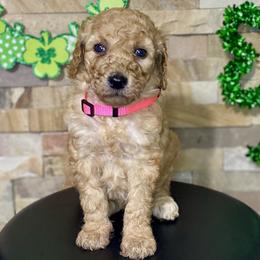 Autumn - Apricot female Goldendoodle puppy in Apple Valley, California from Daisy’s  Doodles11