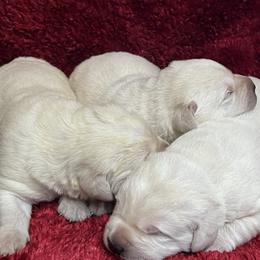 Yellow Male 2nd Pick - Yellow male Labrador Retriever puppy in Beaverdam, Virginia from Gold Heart Labradors