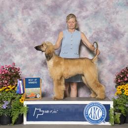 Afghan Hound All Grown Up from Kominek Afghan Hounds