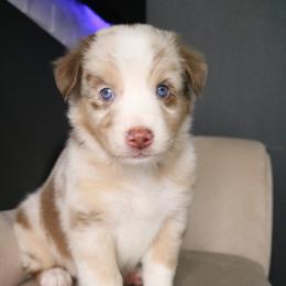 Australian Shepherd Puppies from Kiki's Aussies