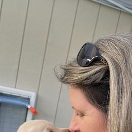 Labrador Retriever Puppies from Hill's Labs
