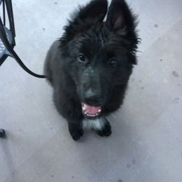 Shiloh Shepherd Puppies from Solace Shilohs
