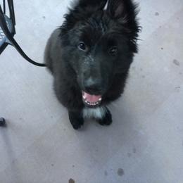Shiloh Shepherd Puppies from Solace Shilohs