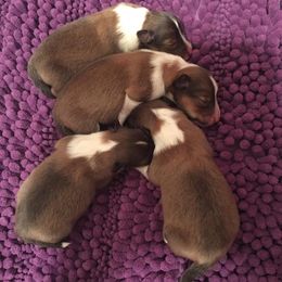 Shetland Sheepdog Puppies from RegalStarShelties
