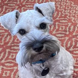 Emma - Miniature Schnauzer