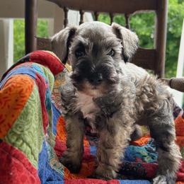 Uno - Salt and pepper female Miniature Schnauzer puppy in Oneida, Tennessee from Saving Grace
