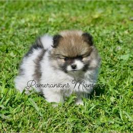 Pomeranian Puppies from Pomeranians Montana