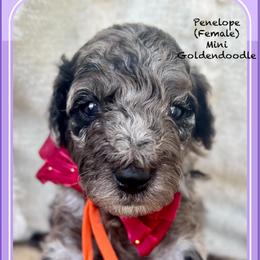 PENELOPE - Merle female Goldendoodle puppy in Houston, Texas from Pia’s Doodle Poodle Wag