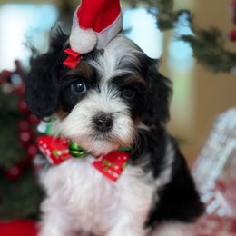 Seth - Tri-color male Cavapoo puppy in Yuciapa, California from AlltheDoodlez_