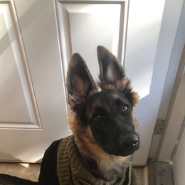 German Shepherd Puppies from Guamany K9 Vomhaus