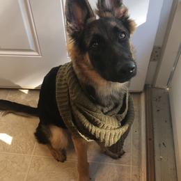 German Shepherd Puppies from Guamany K9 Vomhaus