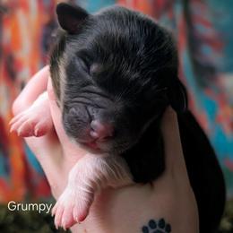 Grumpy - Black tri-color male Australian Shepherd puppy in Georgetown, Texas from River Reign Australian Shepherds