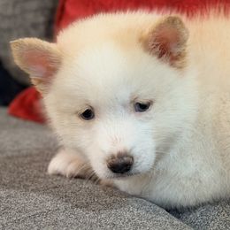 Kahlua male light chocolate - Chocolate male Pomsky puppy in Enid, Oklahoma from Mile Hi Pomskies