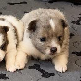 Boy c - Blue merle male Pomeranian puppy in Knoxville, Tennessee from Thea's Puppies