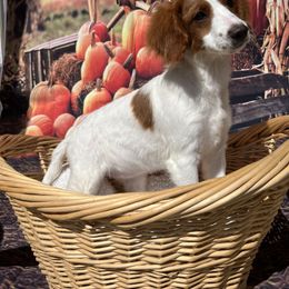 Cavapoo and Poodle Puppies from Danielle Perkins's Pups
