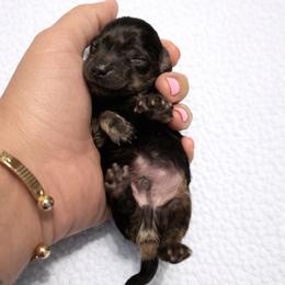Nochi - Russian Lineage - Black and cream male Dachshund puppy in Biloxi, Mississippi from Southern Doxies Ms