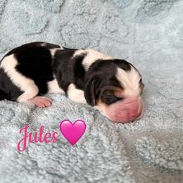 Jules - Black brown and white female Basset Hound puppy in New Mexico from Long Dog Ranch