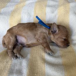 Boy 2 - Apricot male Cavapoo puppy in Nampa,, Idaho from Clig Doodle Days