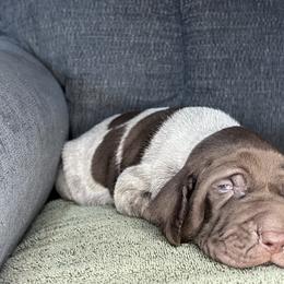 Boy 2 - Liver roan male German Shorthaired Pointer puppy in Dugspur, Virginia from Pilgrims Trails Shorthairs