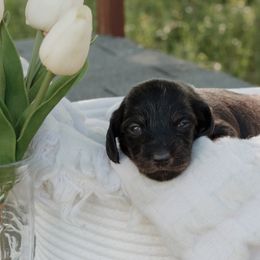 Dachshund Puppies from McQueen farms