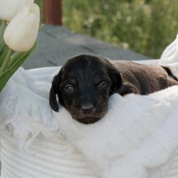 Dachshund Puppies from McQueen farms