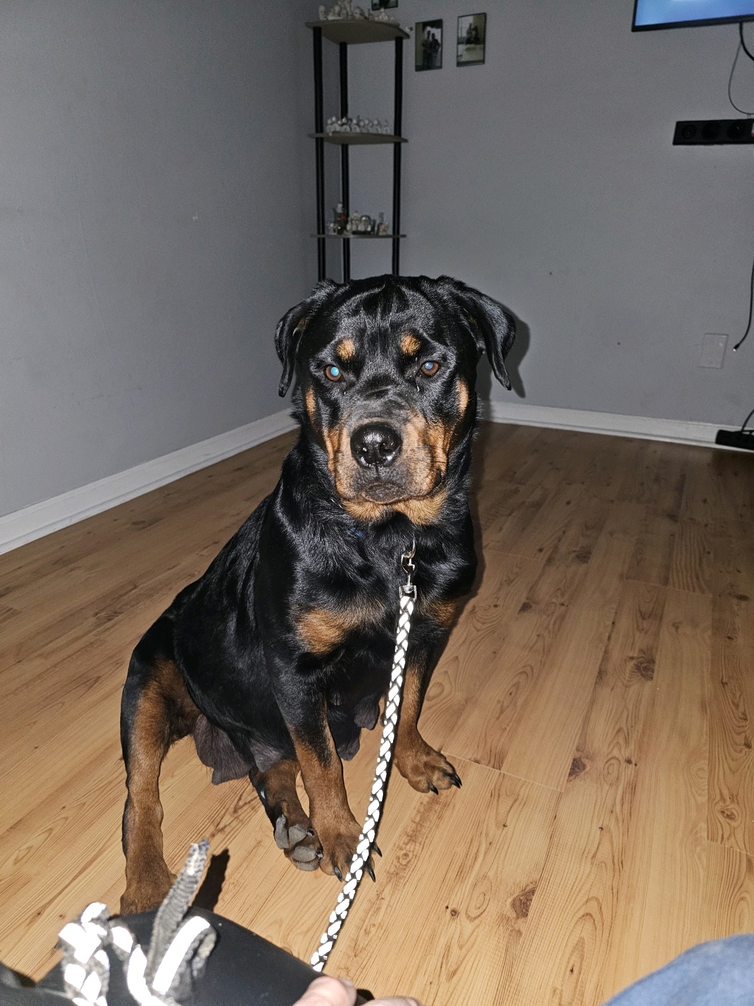 Foxy - Rottweiler