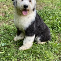 Assorted Doodle Crosses, Aussiedoodle, Bernedoodle, Goldendoodle, and Sheepadoodle All Grown Up from Happy Top Doodles