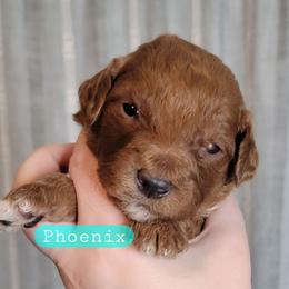 Phoenix (Aqua Collar) - Red  female Goldendoodle puppy in Scurry, Texas from 07 Seven Oaks Goldens and Doodles