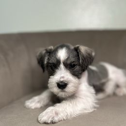 Rory - Parti male Miniature Schnauzer puppy in Tacoma, Washington from AKC Nordwest Schnauzers