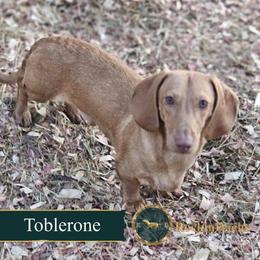 Toblerone - Brindle male Dachshund puppy in Cave Junction, Oregon from Rockindachs