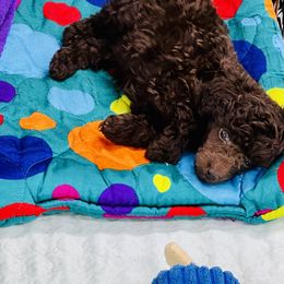 Poodle Puppies from Heritage Toy Poodles