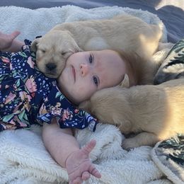 Golden Retriever Puppies from Rollin' Goldies