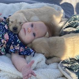 Golden Retriever Puppies from Rollin' Goldies