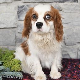 Brayden - Cavalier King Charles Spaniel