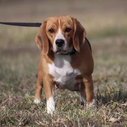 Lexi - Beagle