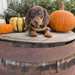 Dachshund Puppies from Thomas Homestead and Rabbitry